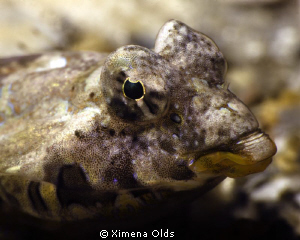 Dragonette face shot.  Nikon D700 105 mm Subsee 10+ Ikeli... by Ximena Olds 